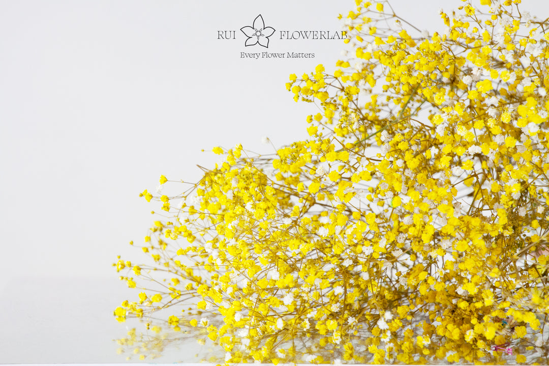 Preserved Gypsophila Baby's Breath Yellow 1 Bunch