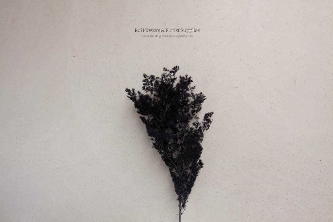 Preserved Ming Fern Black Bunch