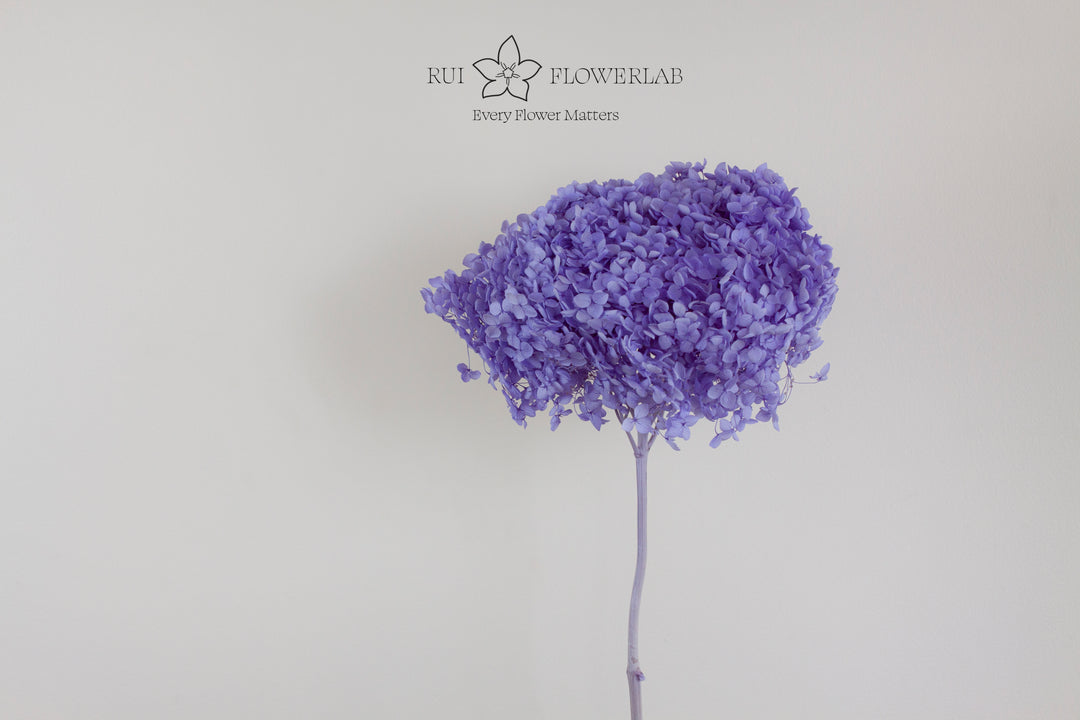 Preserved Hydrangea Purple 20cm