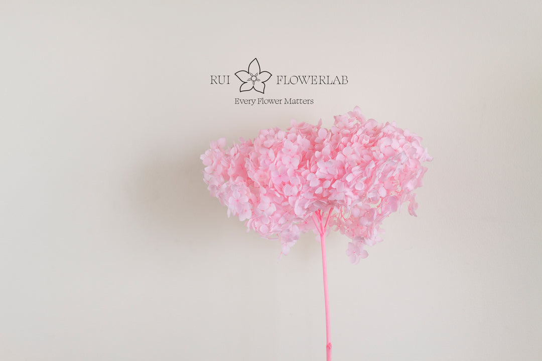 Preserved Hydrangea Light Pink 20cm