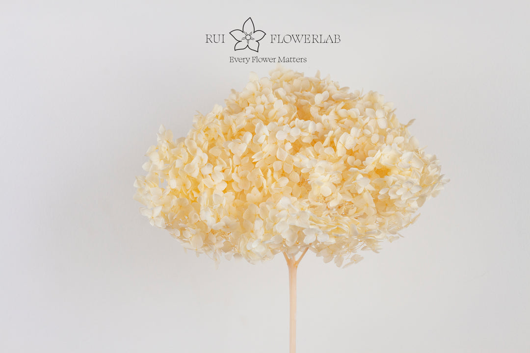 Preserved Hydrangea Cream 20cm