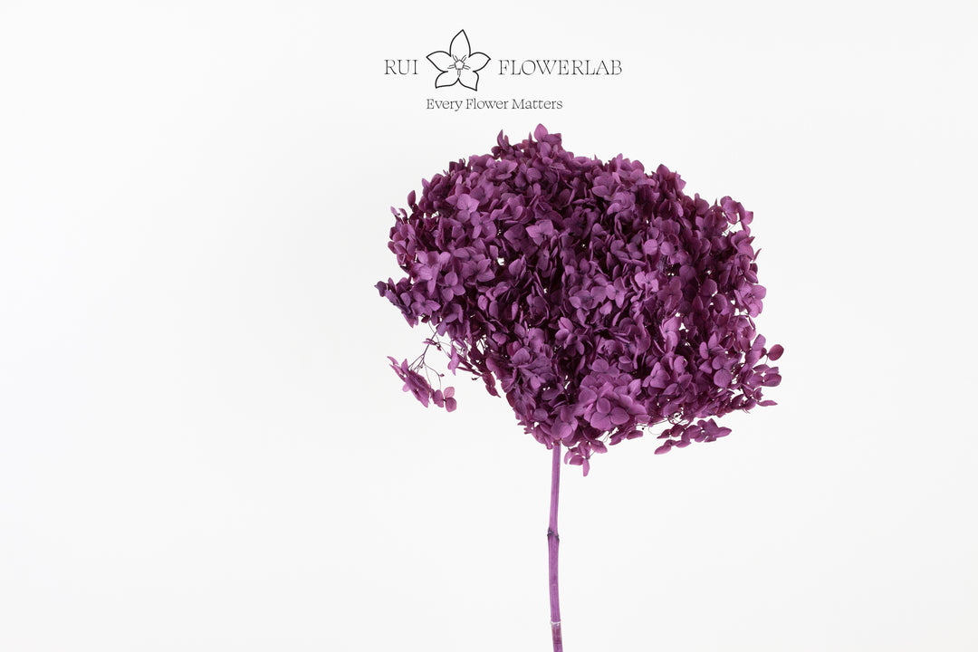 Preserved Hydrangea Dark Purple 20cm