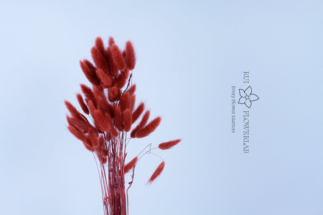 Preserved Bunny tail Bunch 60 Wine