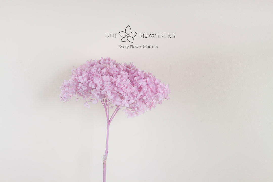 Preserved Hydrangea Light Purple 20cm