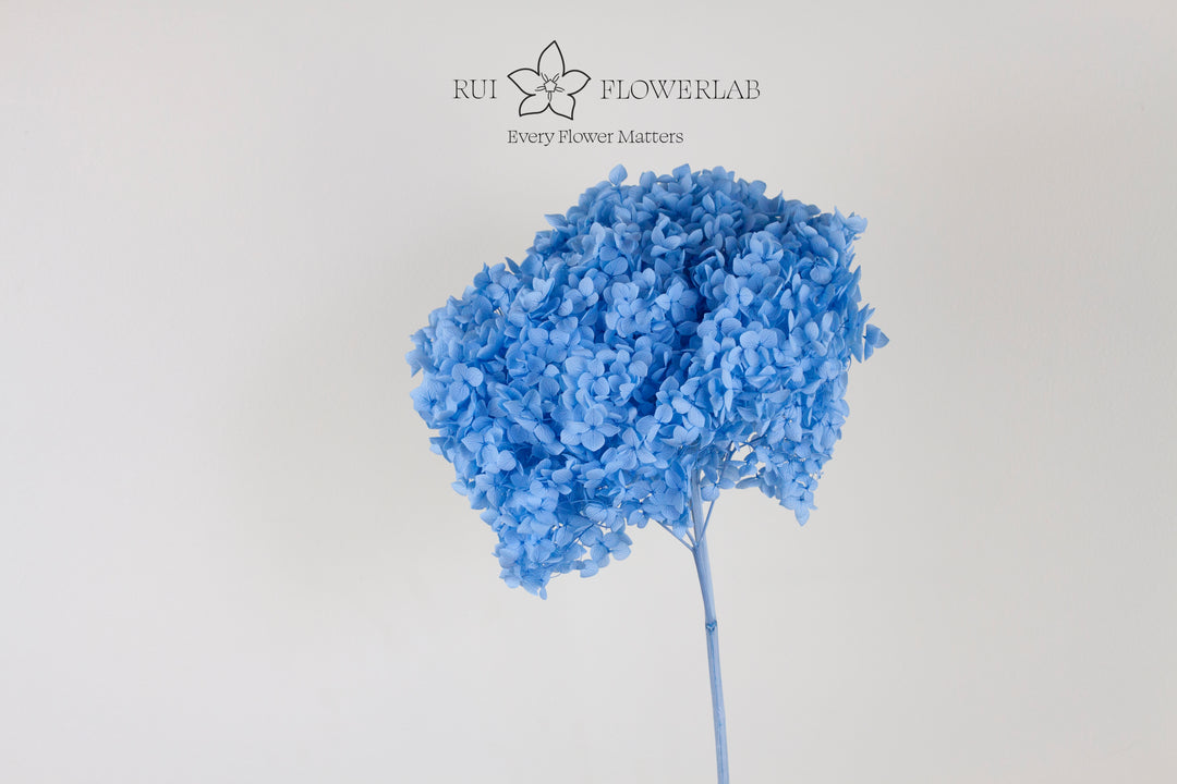 Preserved Hydrangea Sky Blue 20cm
