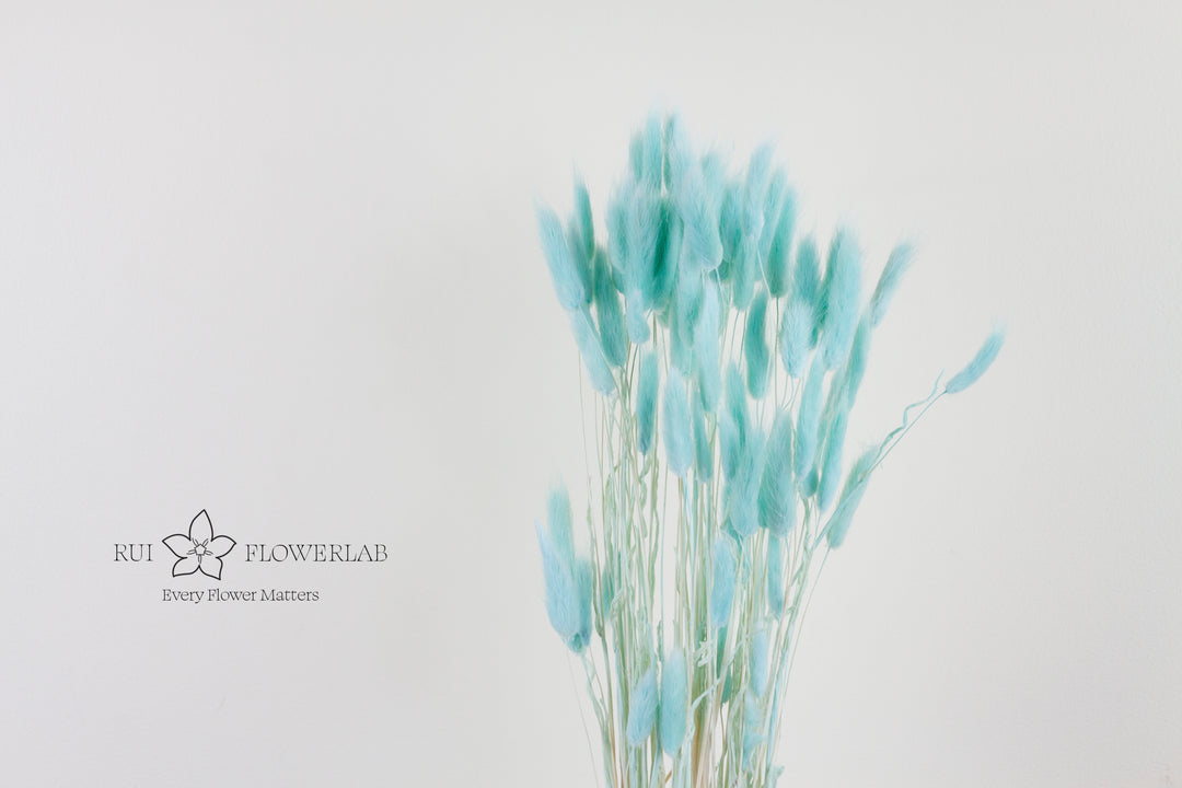 Preserved Bunny tail Bunch 60 Tiffany Blue
