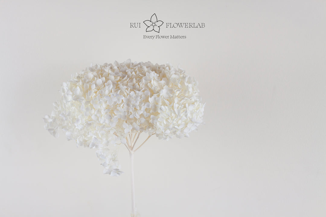 Preserved Hydrangea White 20cm