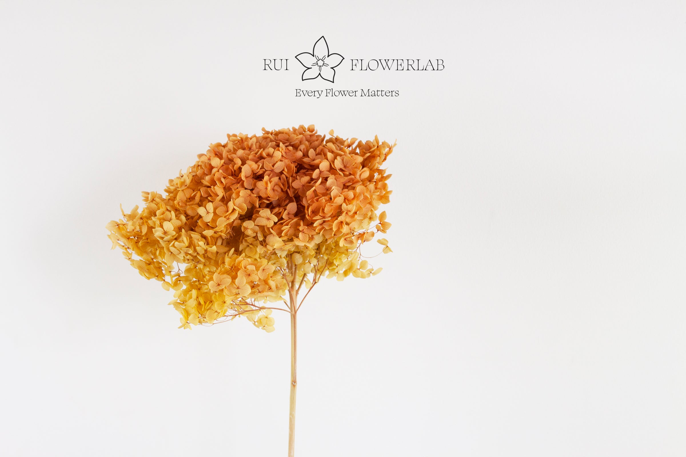 UNLEASH EVERLASTING BEAUTY: DRIED FLOWERS | WHOLESALE AVAILABLE