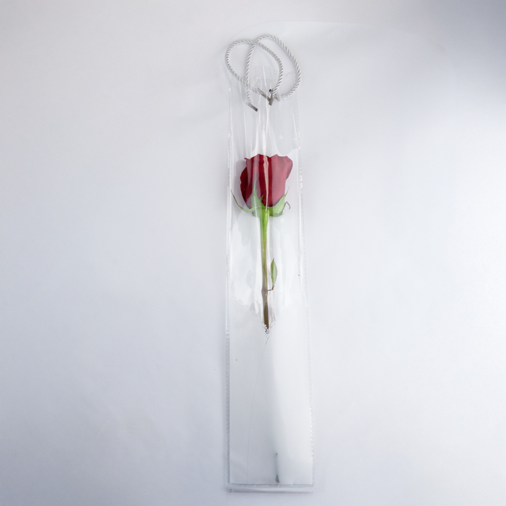 A Cello Single Flower Carry Bag Wrap Lace Pack 10 (50x10cm) displays a single red rose with a green stem, wrapped in cellophane with a silver loop, set against a plain white background.