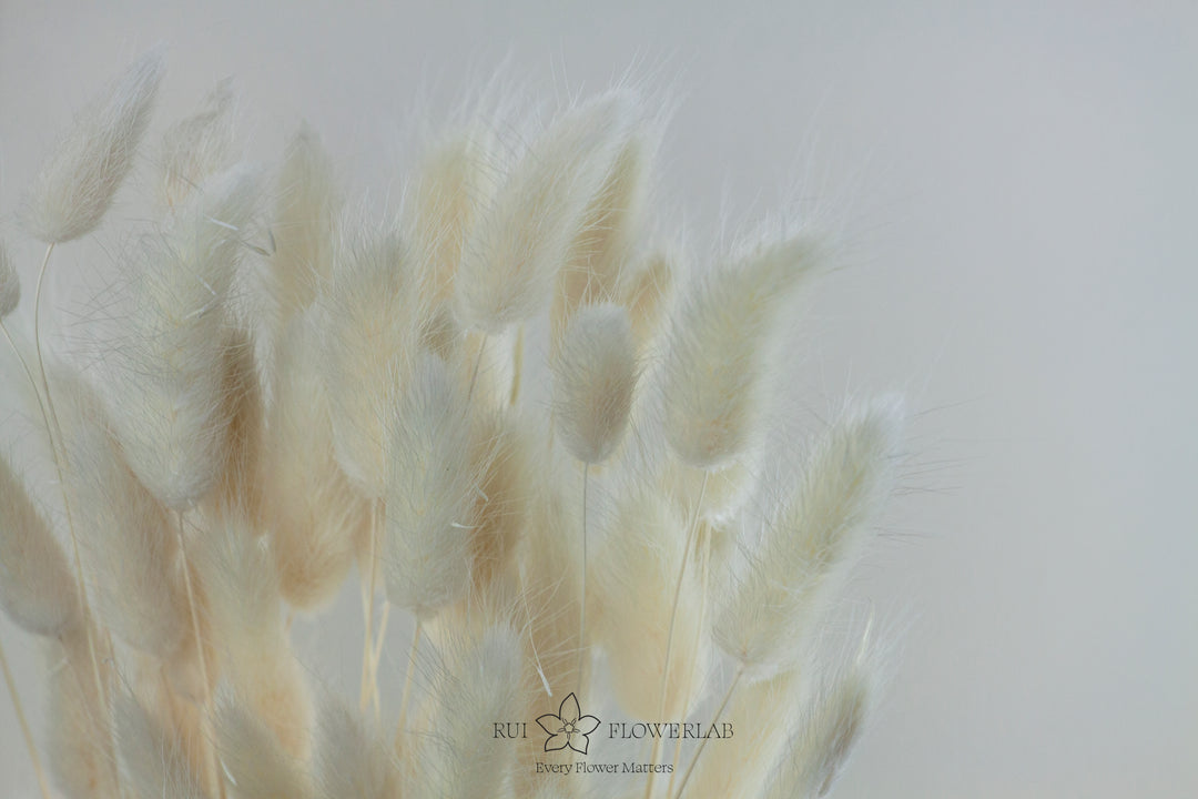 Preserved Bunny Tail White 60 bunch