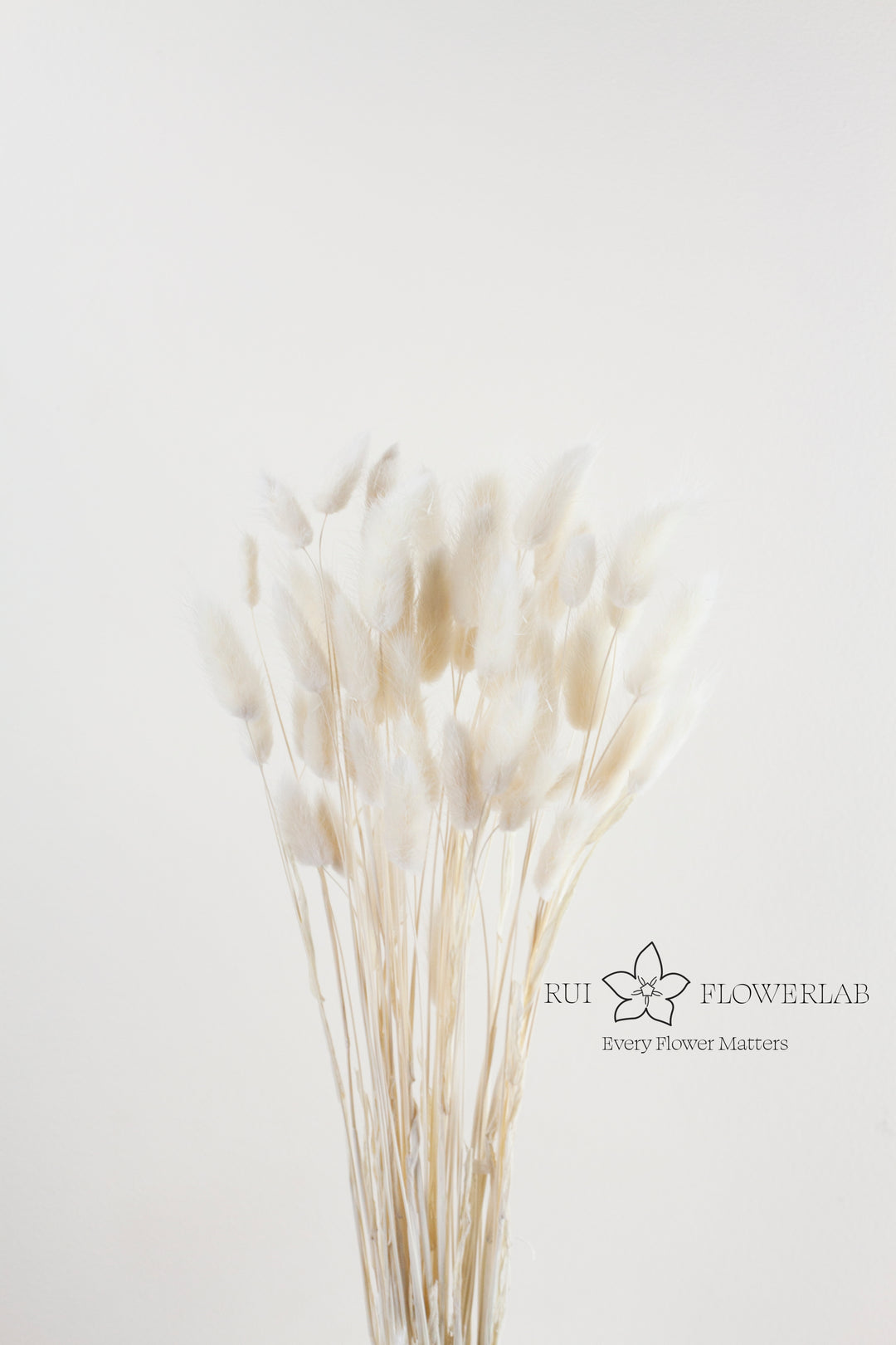 Preserved Bunny Tail White 60 bunch