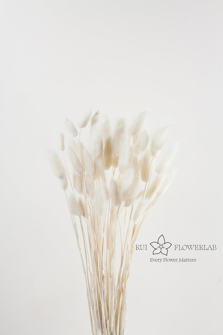 Preserved Bunny Tail White 60 bunch