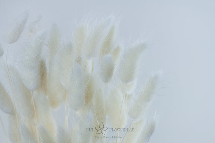 Preserved Bunny tail Bunch 60 White